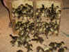 b_ducks22.jpg (217142 bytes)