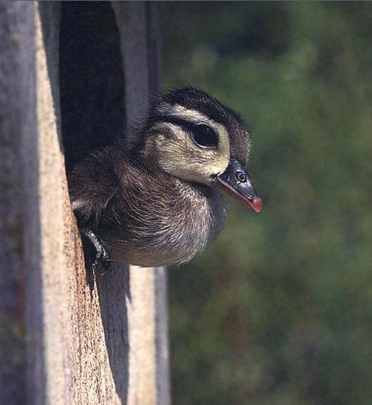 woodduck26.jpg (37377 bytes)